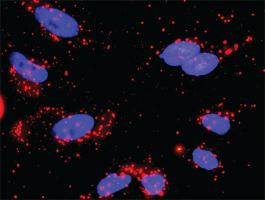 Anti-FADD + RHOA Antibody Pair