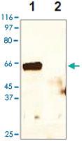 Anti-AKT1 Rabbit Polyclonal Antibody