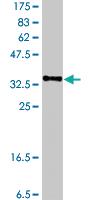 Anti-NPR3 Mouse Polyclonal Antibody