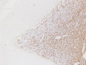 Anti-Myelin Basic Protein Mouse Monoclonal Antibody [clone: ABT-MBP]