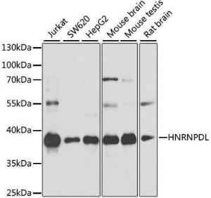 Western blot analysis of extracts of various cell lines, using Anti-HNRPDL Antibody (A8777) at 1:1000 dilution