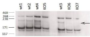 Anti-Zcchc11 Antibody (A84989) (02 µg/ml) staining of different Testis lysates from wildtype 8-9 week old C57BL/6 (wt) and knock-out (KO) mice (35 µg protein in RIPA buffer) Primary incubation was 2 hours Detected by chemiluminescence