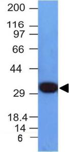 Western blot analysis of HepG2 cell lysate using Anti-PCNA Antibody [PCNA/694]