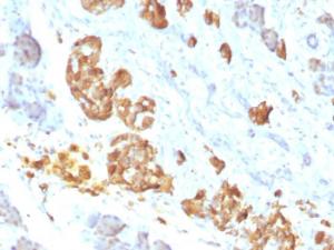 Immunohistochemical analysis of formalin-fixed, paraffin-embedded human pancreas using Anti-TNF alpha Antibody [P/T2]