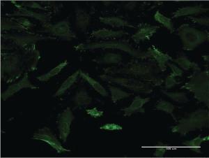 Anti-MAGI1 Mouse Monoclonal Antibody [clone: 3B4]