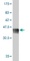 Anti-MYBL1 Mouse Polyclonal Antibody