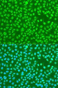 Immunofluorescence analysis of U2OS cells using Anti-HNRPDL Antibody (A8777) at a dilution of 1:100. DAPI was used to stain the cell nuclei (blue)