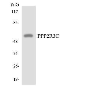 Anti-PPP2R3C Rabbit Polyclonal Antibody