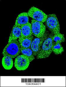 Anti-YWHAB Rabbit Polyclonal Antibody (HRP (Horseradish Peroxidase))