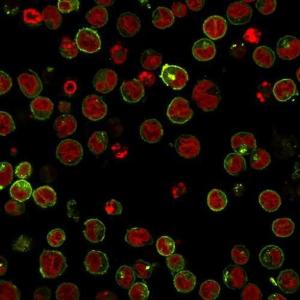 Immunofluorescent analysis of Raji cells stained with Anti-HLA DRB Antibody [SPM288] (APC) (Green). The nuclear counterstain is RedDot (Red).