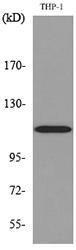 Anti-Phospholipase A2 Rabbit Polyclonal Antibody