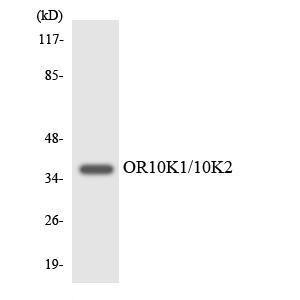 Western blot analysis of the lysates from HUVEC cells using Anti-OR10K1 + OR10K2 Antibody