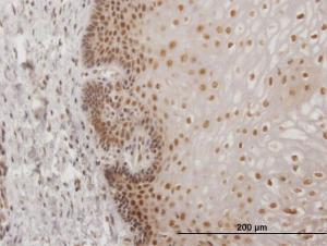 Anti-USF2 Mouse Monoclonal Antibody [clone: 5F2]