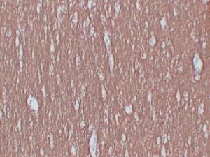 Anti-Myelin Basic Protein Mouse Monoclonal Antibody [clone: ABT-MBP]