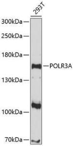 Western blot analysis of extracts of 293T cells, using Anti-POLR3A Antibody (A8785) at 1:1000 dilution