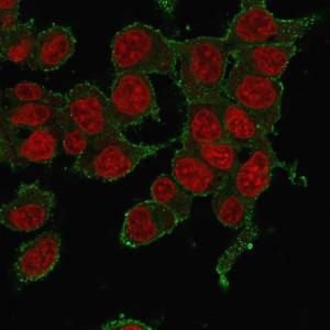 Immunofluorescent analysis of HePG2 cells stained with Anti-TNF alpha Antibody [P/T2] followed by Goat Anti-Mouse IgG (CF&#174; 488) (Green). Counterstain is RedDot.