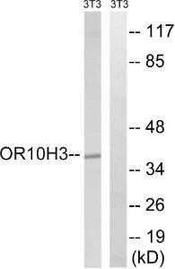 Western blot analysis of lysates from NIH/3T3 cells using Anti-OR10H3 + OR10H4 Antibody. The right hand lane represents a negative control, where the antibody is blocked by the immunising peptide