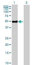 Anti-ENPP6 Mouse Polyclonal Antibody