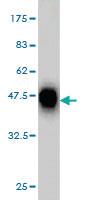 Anti-CDX4 Mouse Monoclonal Antibody [clone: 3H8]