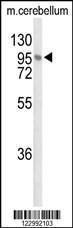 Anti-LINGO1 Rabbit Polyclonal Antibody (AP (Alkaline Phosphatase))