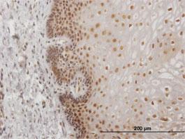 Anti-USF2 Mouse Monoclonal Antibody [clone: 5F2]