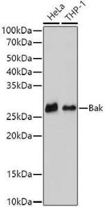 Western blot analysis of extracts of various cell lines, using Anti-Bak Antibody [ARC0014] (A8789) at 1:500 dilution