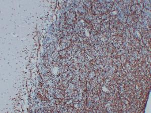 Anti-Myelin Basic Protein Mouse Monoclonal Antibody [clone: ABT-MBP]