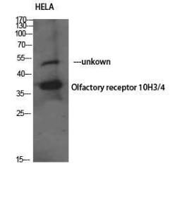 Western blot analysis of HELA using Anti-OR10H3 + OR10H4 Antibody