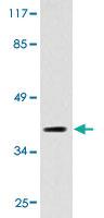 Anti-CXCR3 Rat Polyclonal Antibody