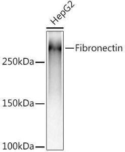 Western blot analysis of extracts of HepG2 cells, using Anti-Fibronectin Antibody [ARC2692] (A93062) at 1:5000 dilution