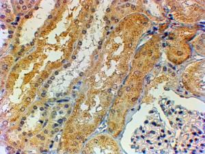 Anti-TNS1 Antibody (A84993) (2µg/ml) staining of paraffin embedded Human Kidney. Steamed antigen retrieval with citrate buffer pH 6, HRP-staining.