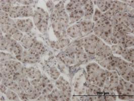 Anti-AHR Mouse Monoclonal Antibody [clone: 3B9]