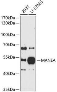 Western blot analysis of extracts of various cell lines, using Anti-MANEA Antibody (A8791) at 1:1,000 dilution