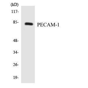 Antibody anti-PECAM-1 A96560-100 100 µg