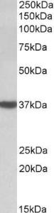 Anti-DAO Antibody (A84994) (0.03 µg/ml) staining of Human Cerebellum lysate (35 µg protein in RIPA buffer). Primary incubation was 1 hour. Detected by chemilu minescence