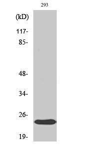 Anti-Alpha B Crystallin Rabbit Polyclonal Antibody