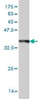 Anti-BCAP29 Mouse Monoclonal Antibody [clone: 4B10]