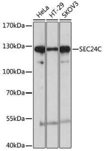 Western blot analysis of extracts of various cell lines, using Anti-Sec24C Antibody (A8802) at 1:1,000 dilution