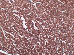 Anti-Myelin Basic Protein Mouse Monoclonal Antibody [clone: ABT-MBP]