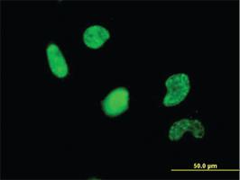 Anti-USF2 Mouse Monoclonal Antibody [clone: 5F2]