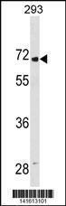 Anti-LINGO2v Rabbit Polyclonal Antibody (APC (Allophycocyanin))