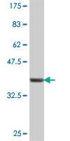 Anti-RNF213 Mouse Polyclonal Antibody