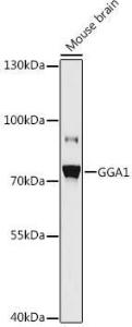 Western blot analysis of extracts of Mouse brain, using Anti-GGA1 Antibody (A93067) at 1:1,000 dilution