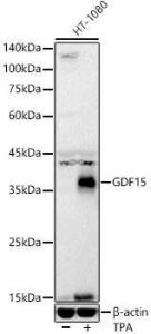 Western blot analysis of extracts of HT-1080 cells, using Anti-GDF15 Antibody [ARC55565] (A306198) at 1:2,000 dilution