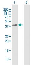 Anti-FCGR2A Mouse Polyclonal Antibody