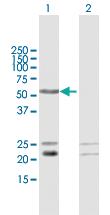 Anti-LRIF1 Mouse Polyclonal Antibody