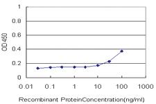 Anti-USF2 Mouse Monoclonal Antibody [clone: 5F2]