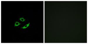 Immunofluorescence analysis of A549 cells using Anti-OR4C12 Antibody. The right hand panel represents a negative control, where the antibody was pre-incubated with the immunising peptide