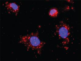 Anti-STK3 + CASP3 Antibody Pair