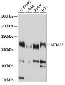 Western blot analysis of extracts of various cell lines, using Anti-MTMR3 Antibody (A8806) at 1:1,000 dilution. The secondary antibody was Goat Anti-Rabbit IgG H&L Antibody (HRP) at 1:10,000 dilution.